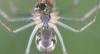 Linyphia triangularis